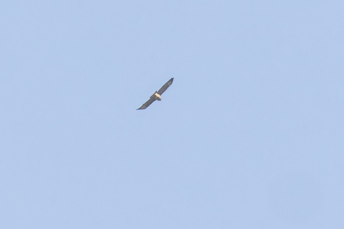 Common Buzzard (Cape Verde) - ML628584887