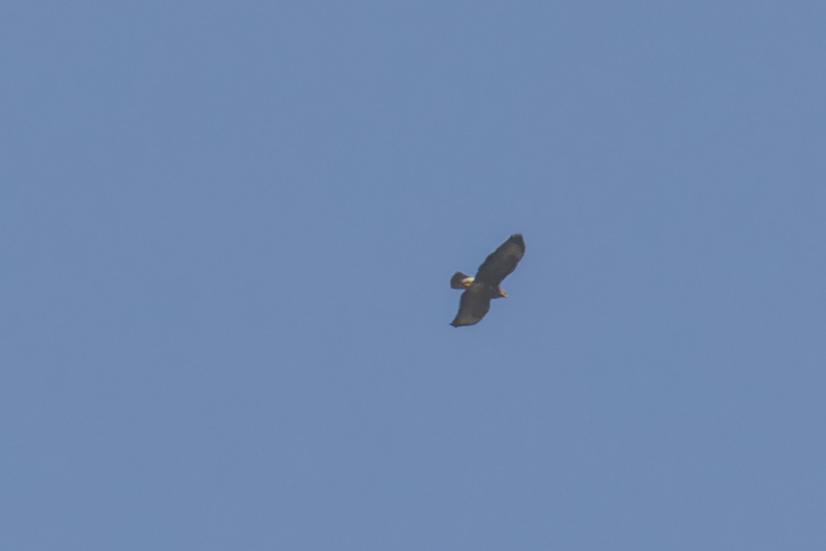 Common Buzzard (Cape Verde) - ML628584888