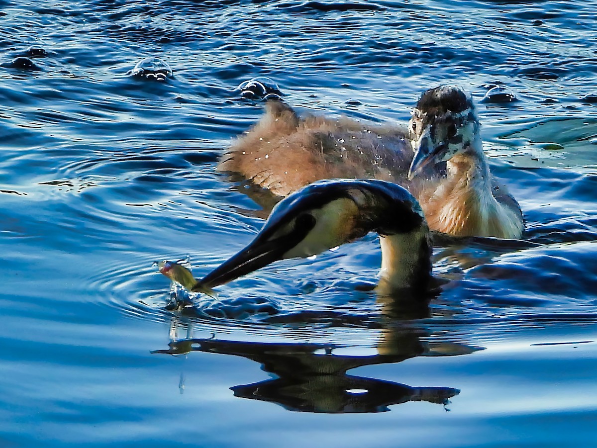 Great Crested Grebe - ML628584996