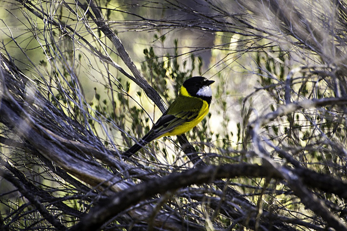 Golden Whistler (Western) - ML628585103