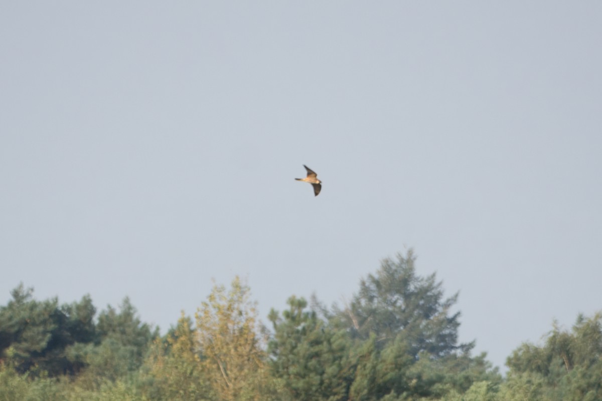 Red-footed Falcon - ML628585109