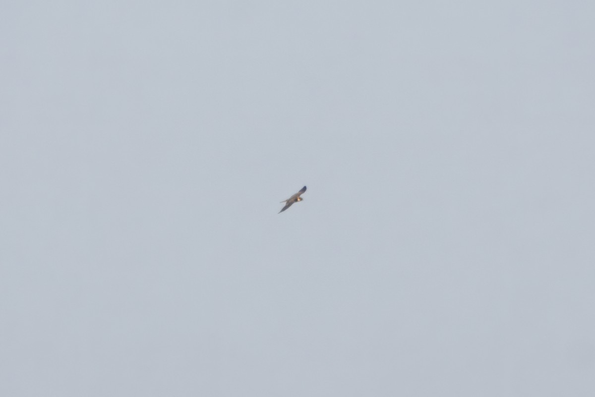 Red-footed Falcon - ML628585111