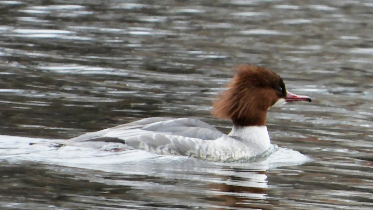 Common Merganser - ML628585288