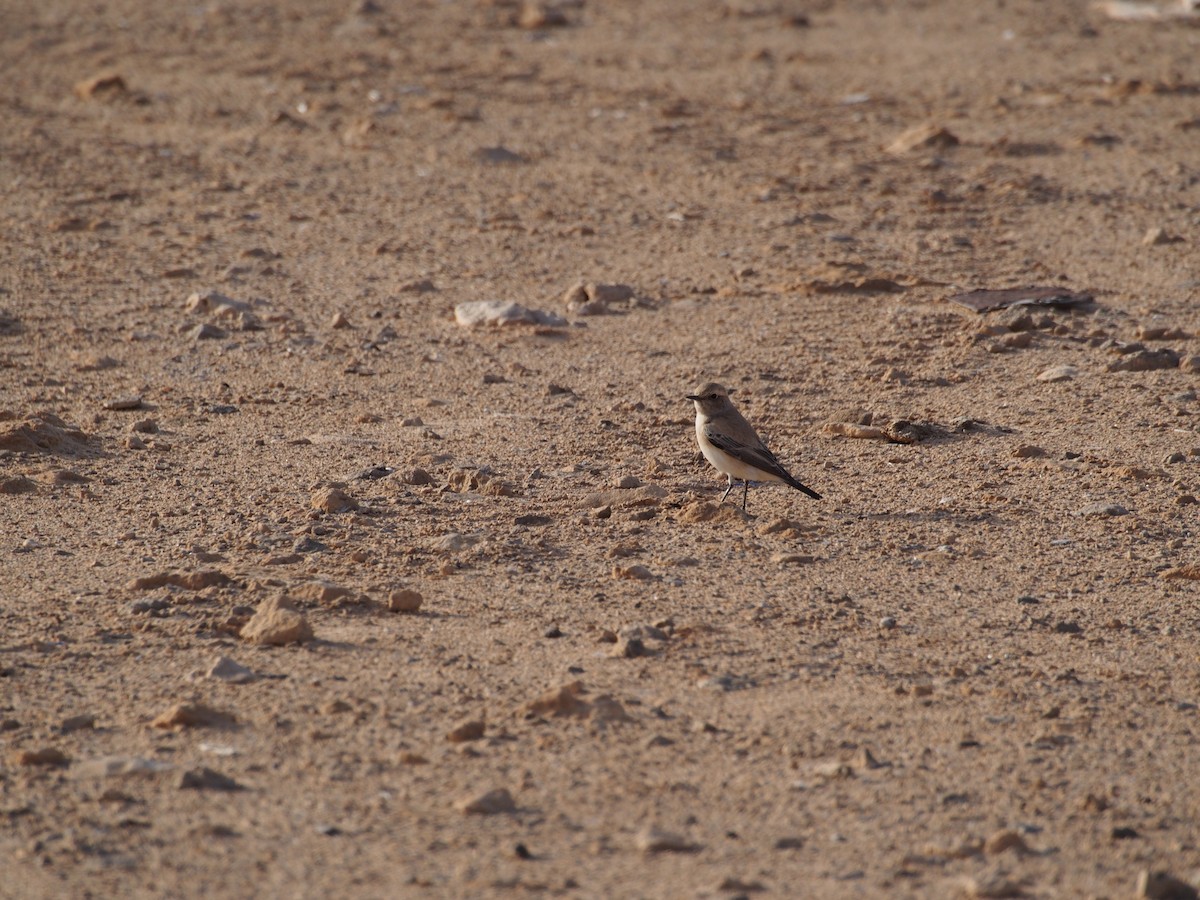 Desert Wheatear - ML628585300