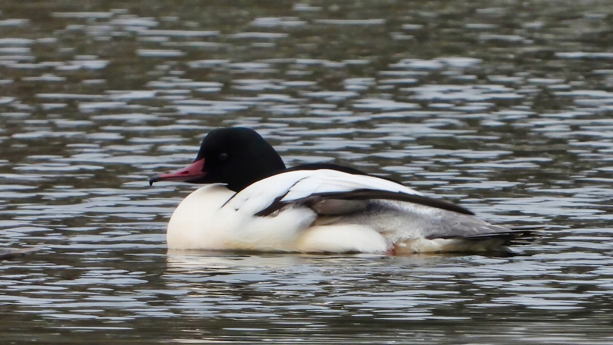 Common Merganser - ML628585306