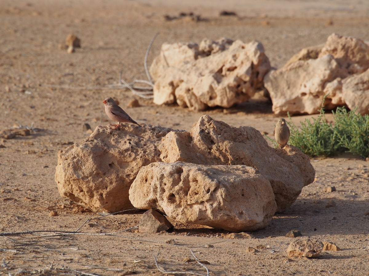 Trumpeter Finch - ML628585315