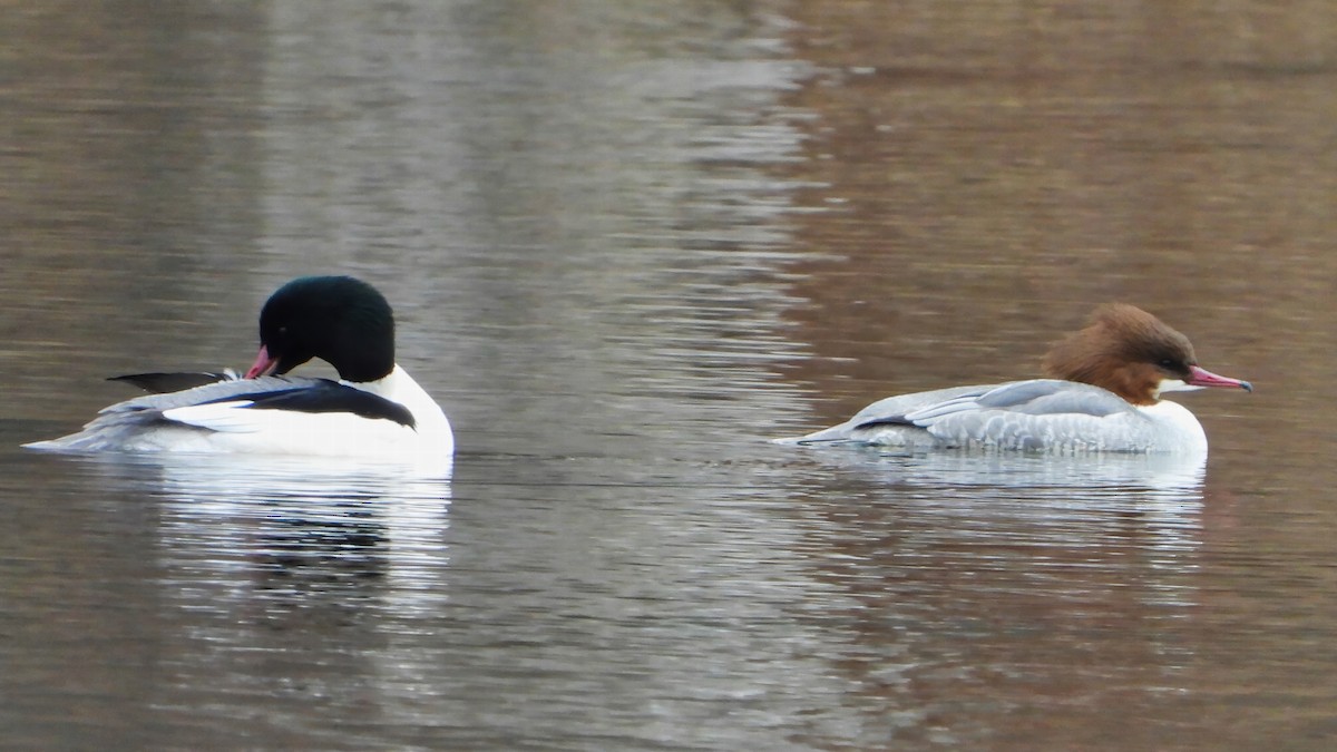 Common Merganser - ML628585327