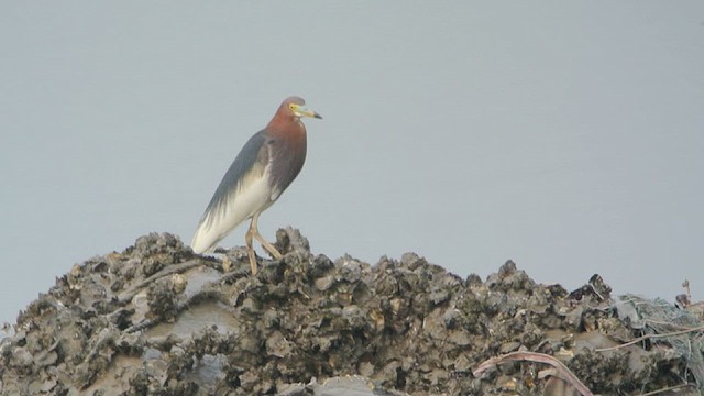 Bacchusreiher - ML628585407