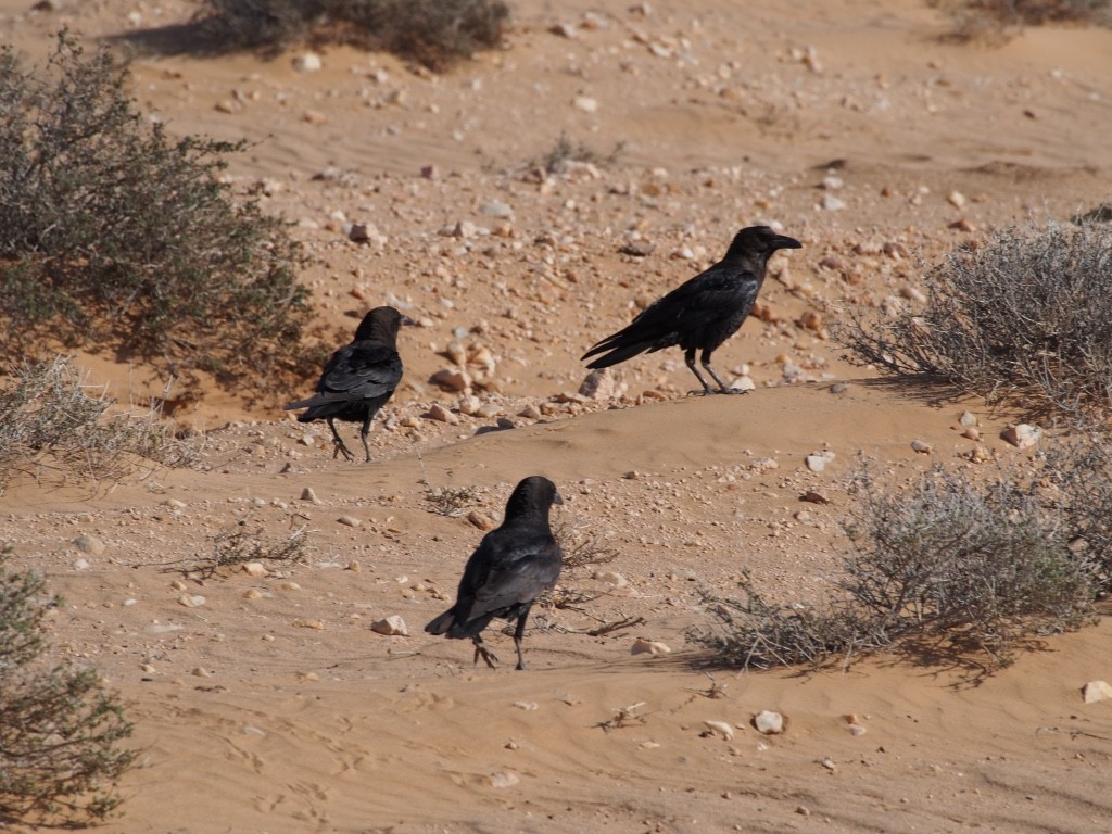 Brown-necked Raven - ML628585694