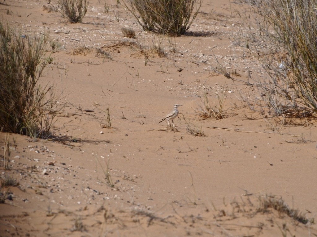 Greater Hoopoe-Lark - ML628585700