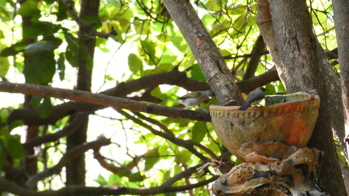 Spotted Honeyguide - ML628585701