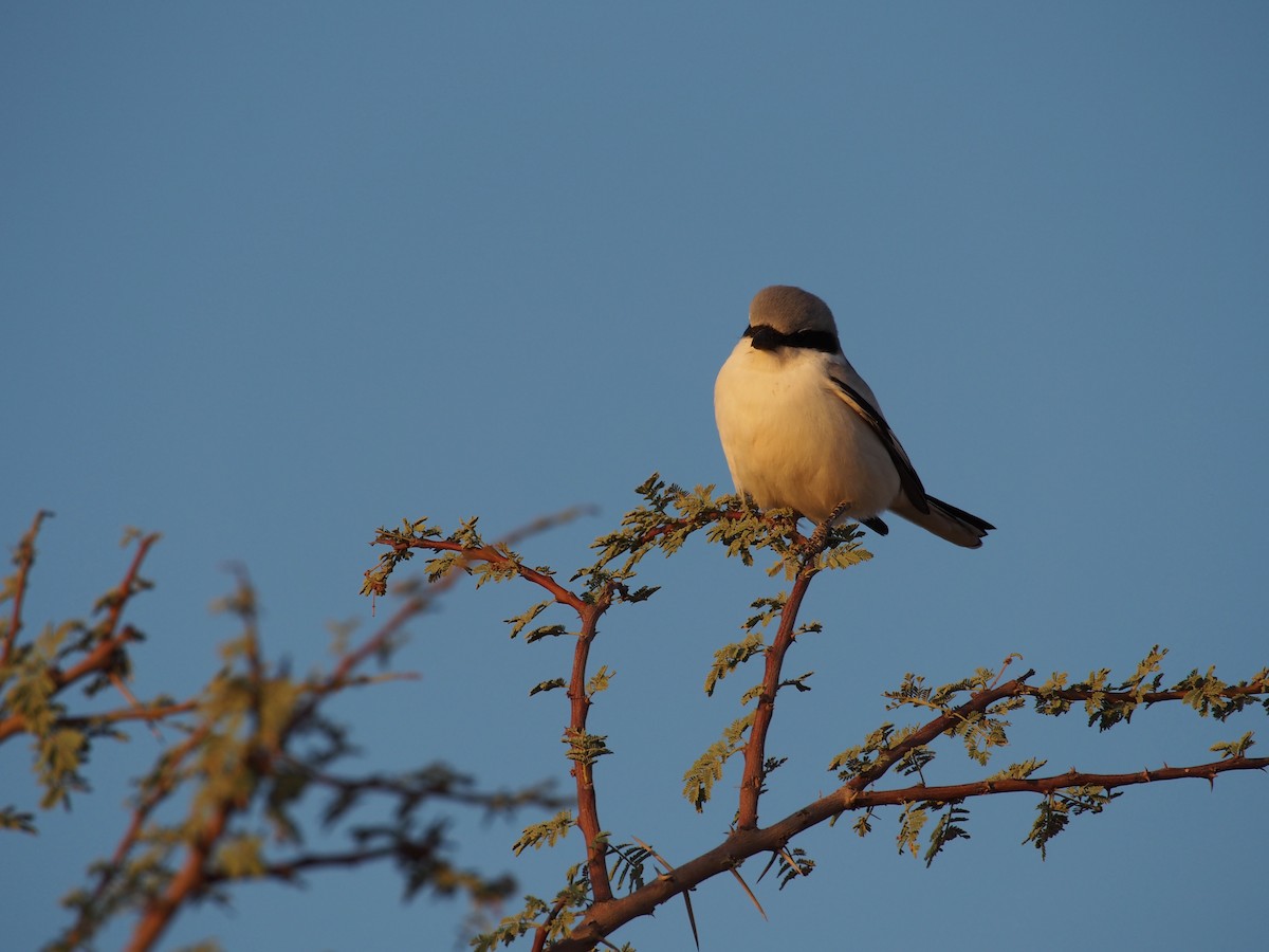 Great Gray Shrike - ML628585707