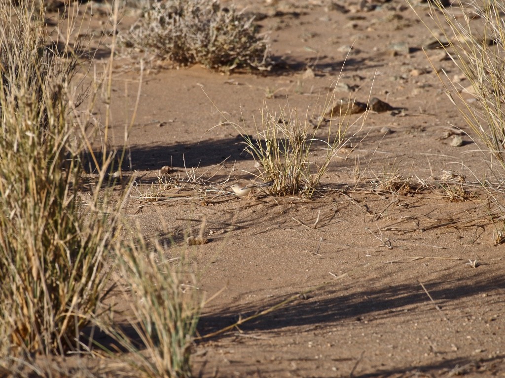 Cricket Longtail - ML628585718