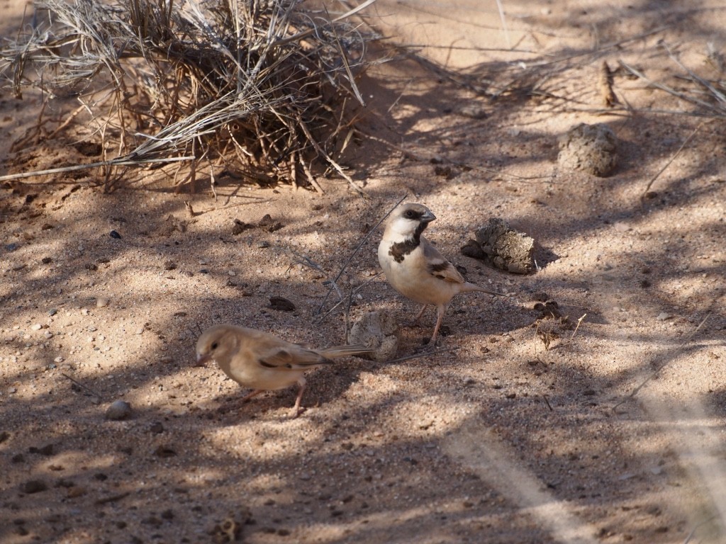Desert Sparrow - ML628585760