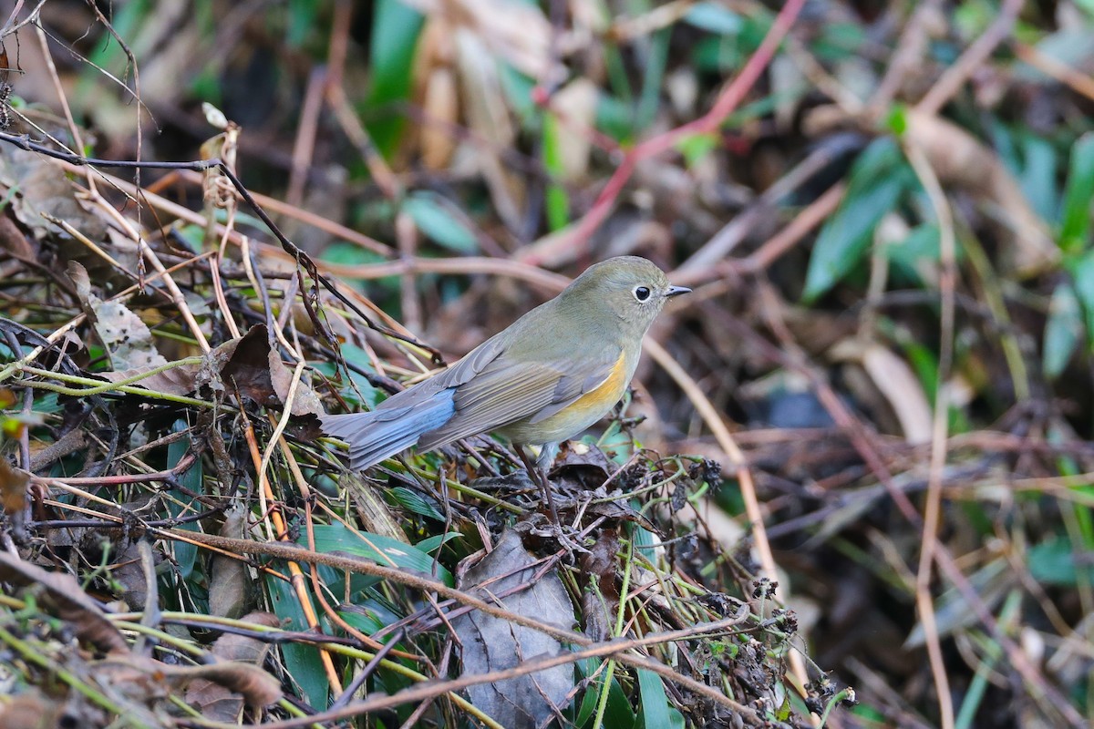 Red-flanked/Qilian Bluetail - ML628585765