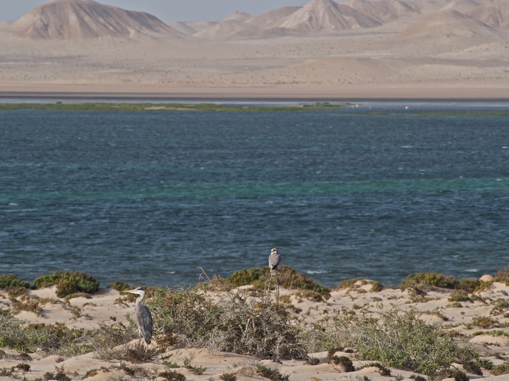 Lanner Falcon - ML628585778