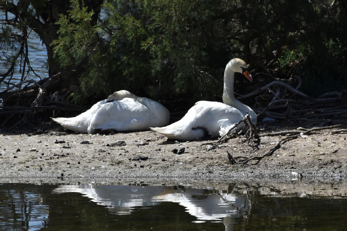 Mute Swan - ML628585787