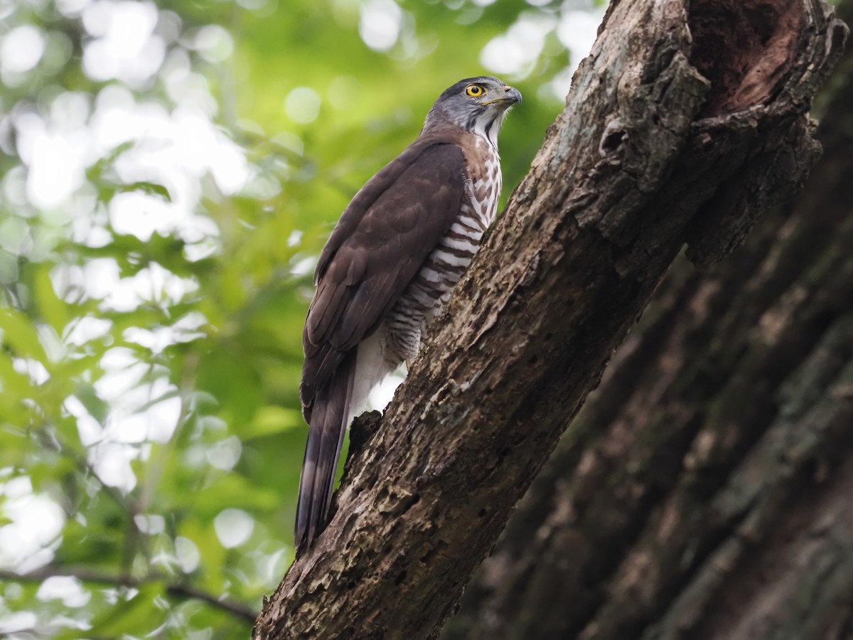 Crested Goshawk - ML628585803