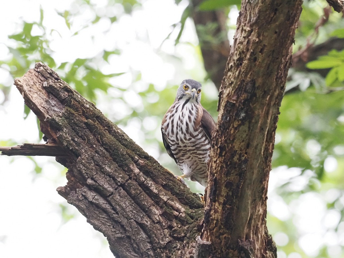 Crested Goshawk - ML628585818