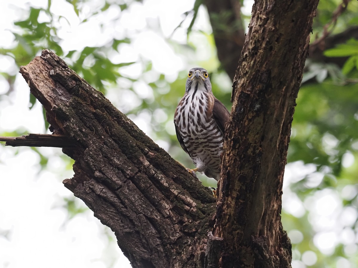 Crested Goshawk - ML628585819