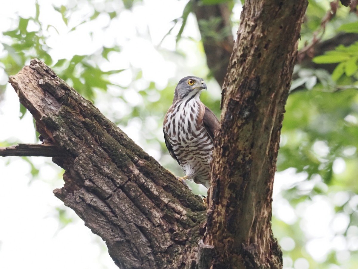 Crested Goshawk - ML628585820