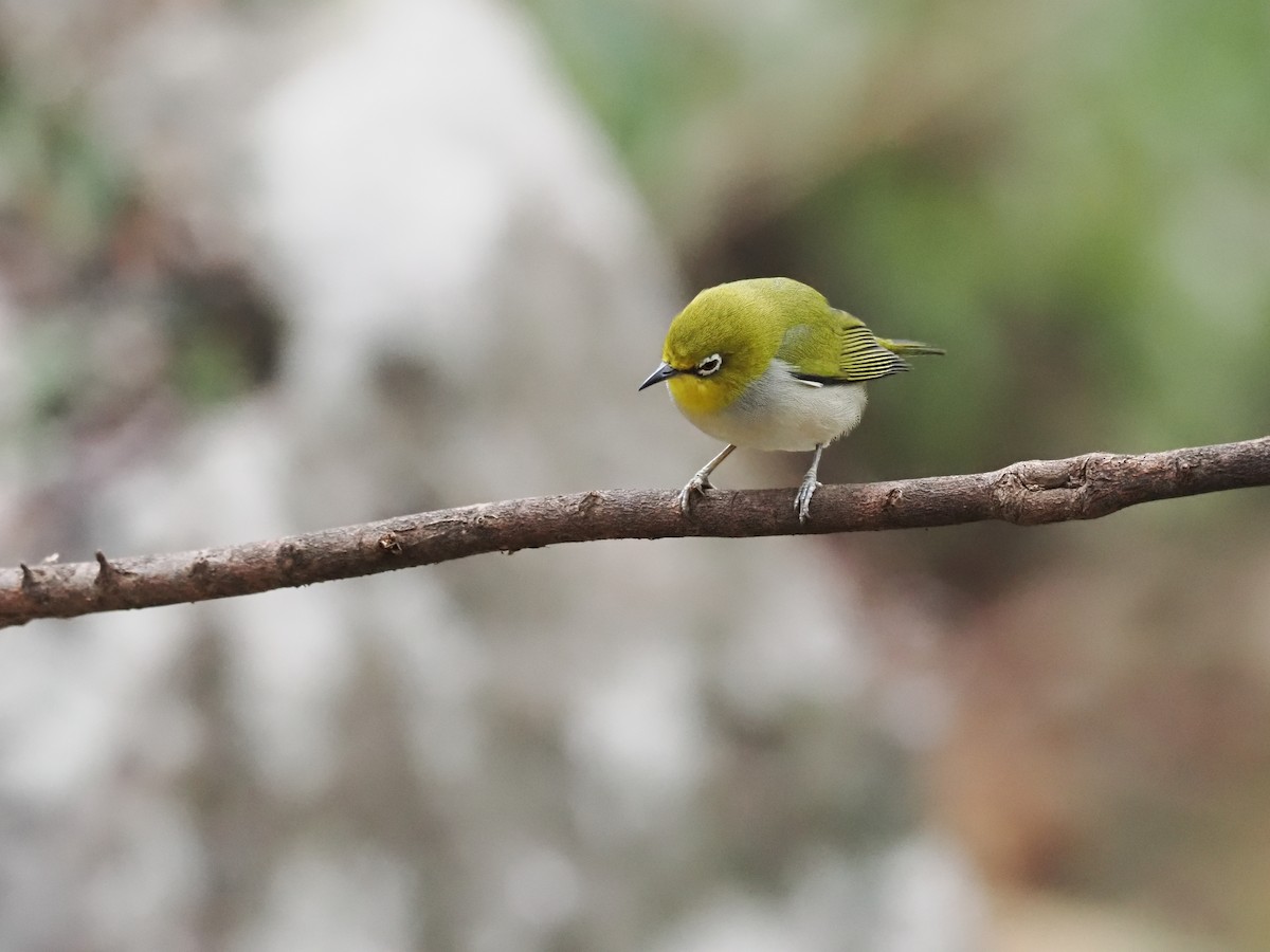 Swinhoe's White-eye - ML628585875
