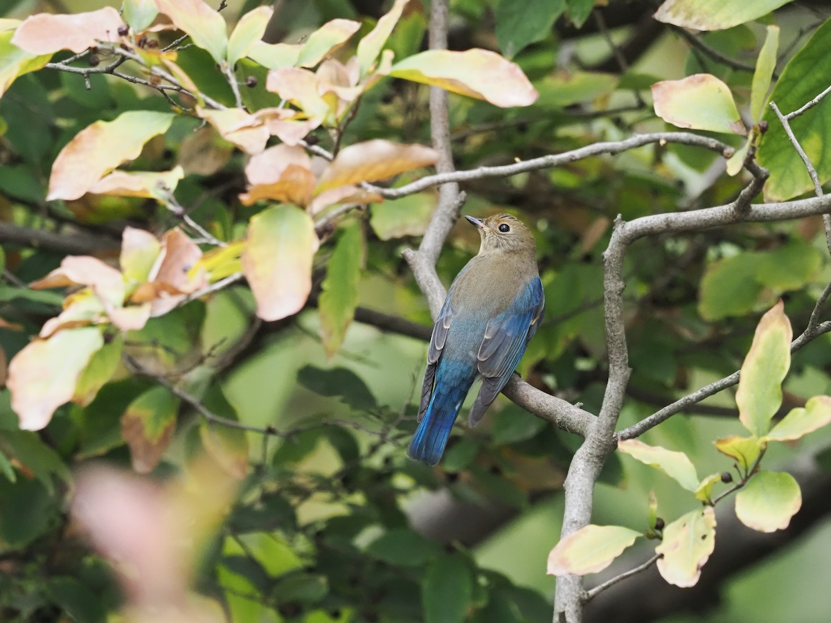 Blue-and-white Flycatcher - ML628585902