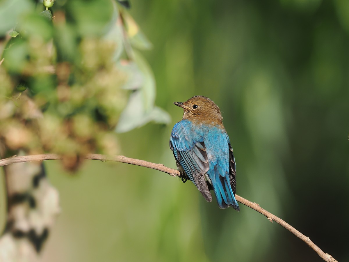 Blue-and-white Flycatcher - ML628585951