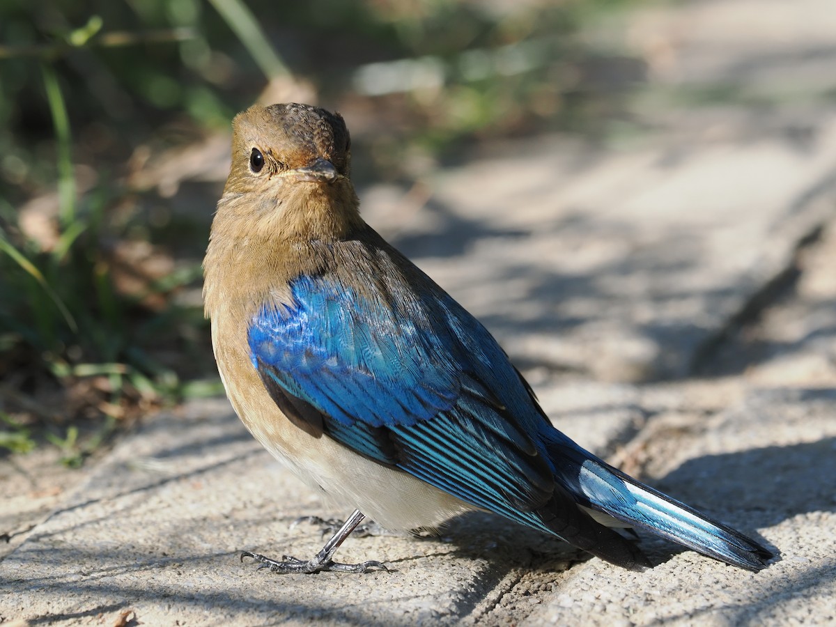Blue-and-white Flycatcher - ML628585952