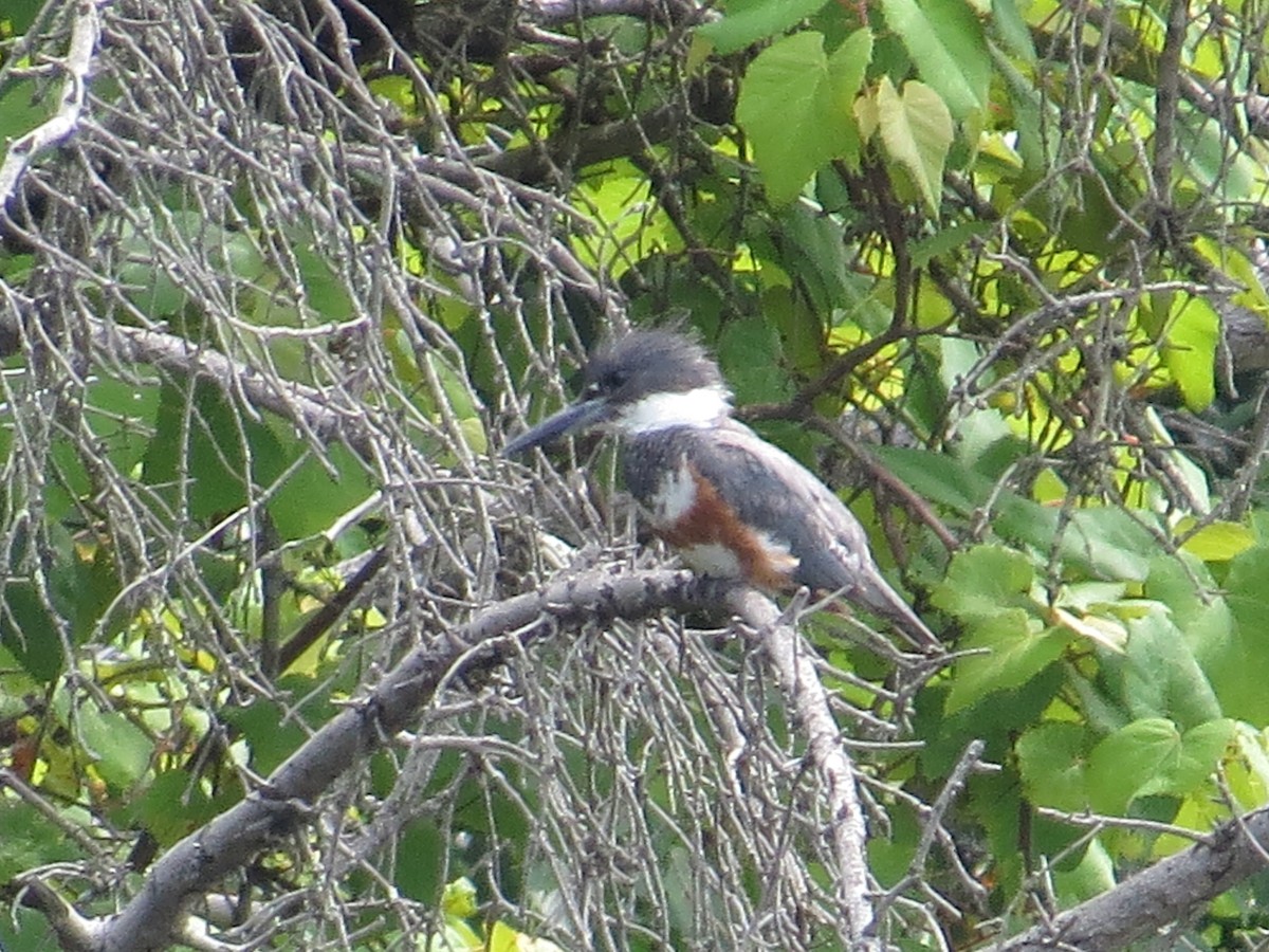 Belted Kingfisher - ML62858601