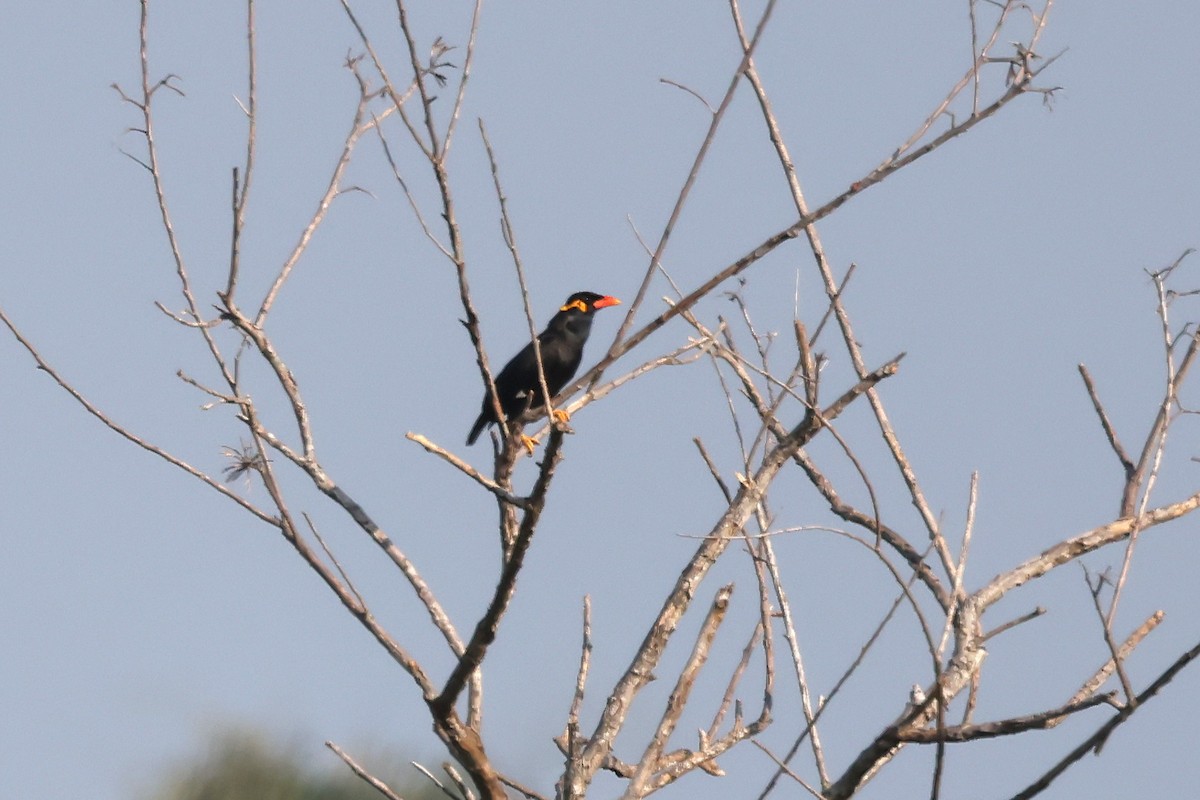 Common Hill Myna - ML628586093