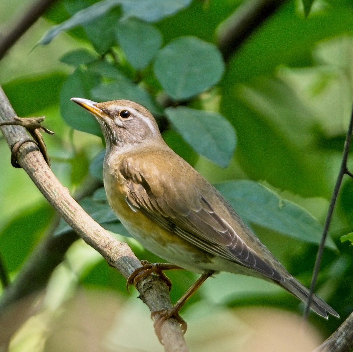 Eyebrowed Thrush - Dan Brown