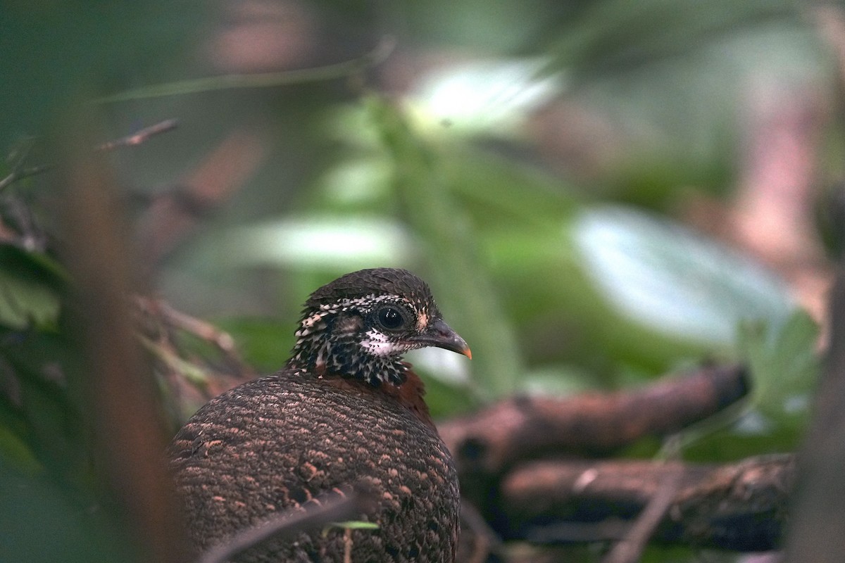 Sabah Partridge - ML628586263