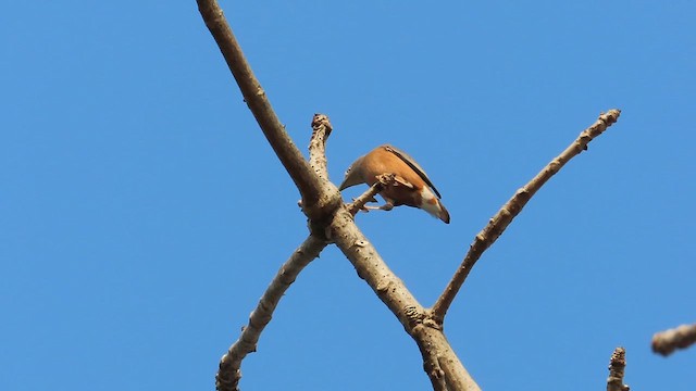 Chestnut-tailed Starling - ML628586322