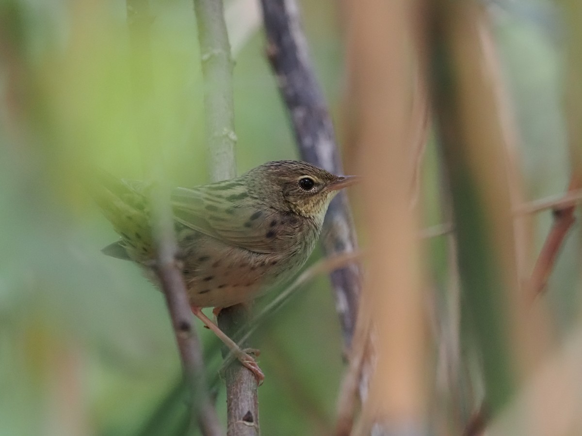 Lanceolated Warbler - ML628586386