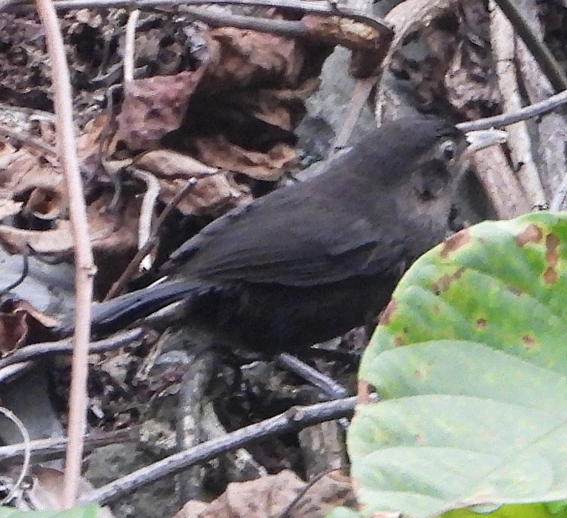 Sooty Babbler - ML628586418