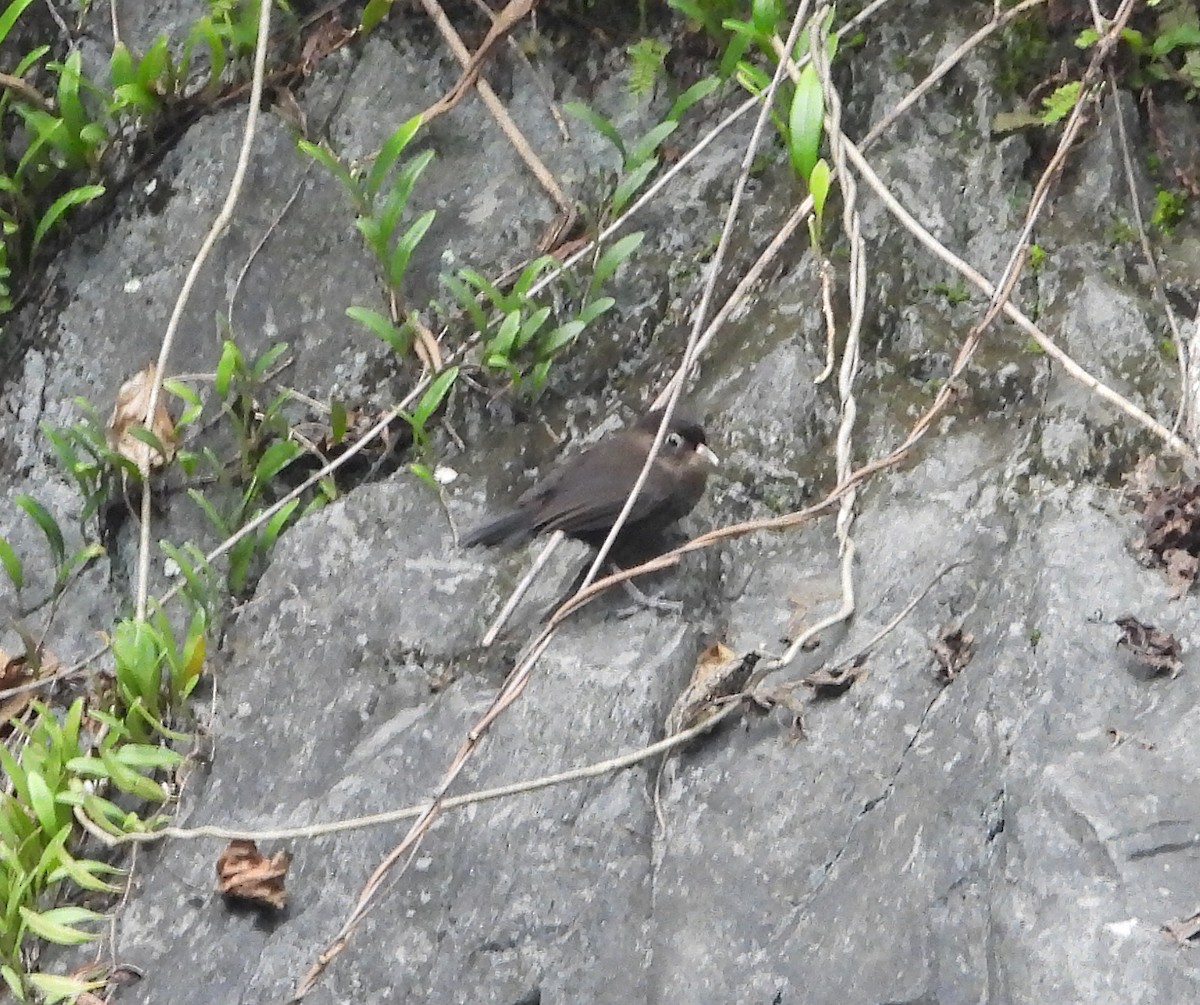 Sooty Babbler - ML628586420