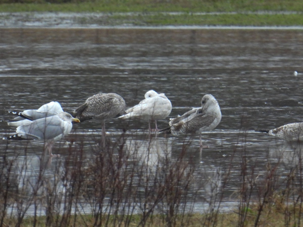 Iceland Gull - ML628586434