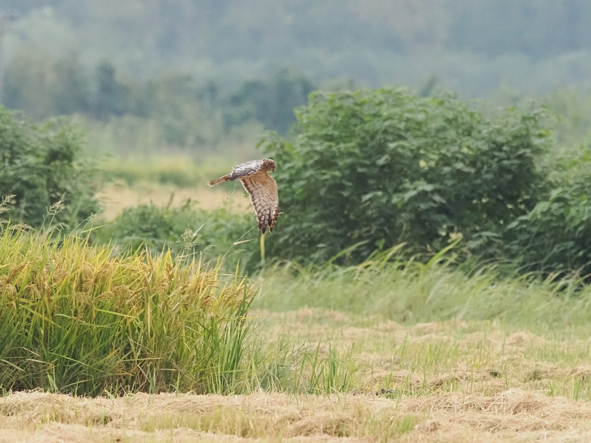 Eastern Marsh Harrier - ML628586438