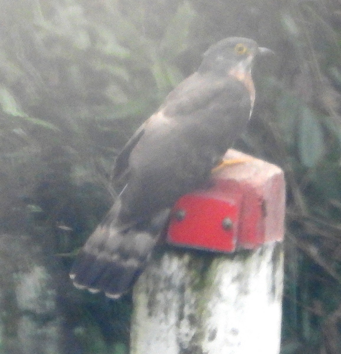Large Hawk-Cuckoo - ML628586450