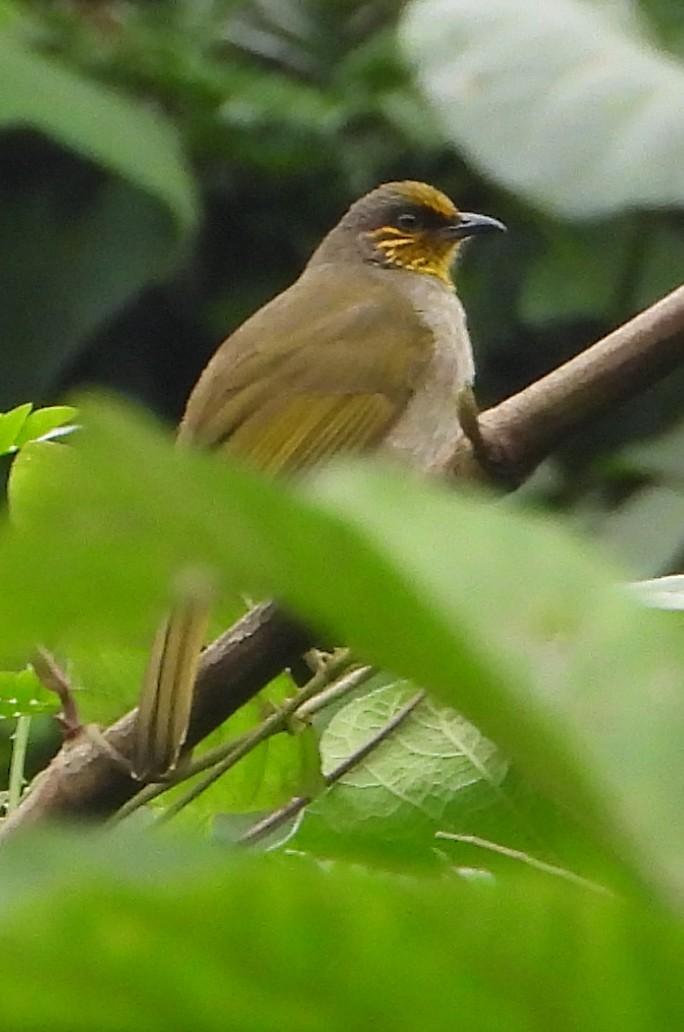 Stripe-throated Bulbul - ML628586479