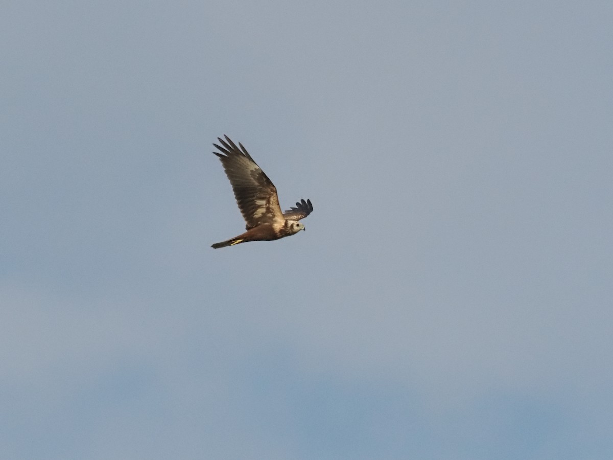 Eastern Marsh Harrier - ML628586493