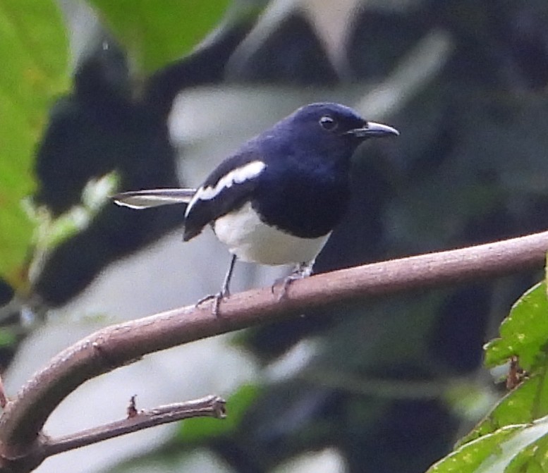 Oriental Magpie-Robin - ML628586495