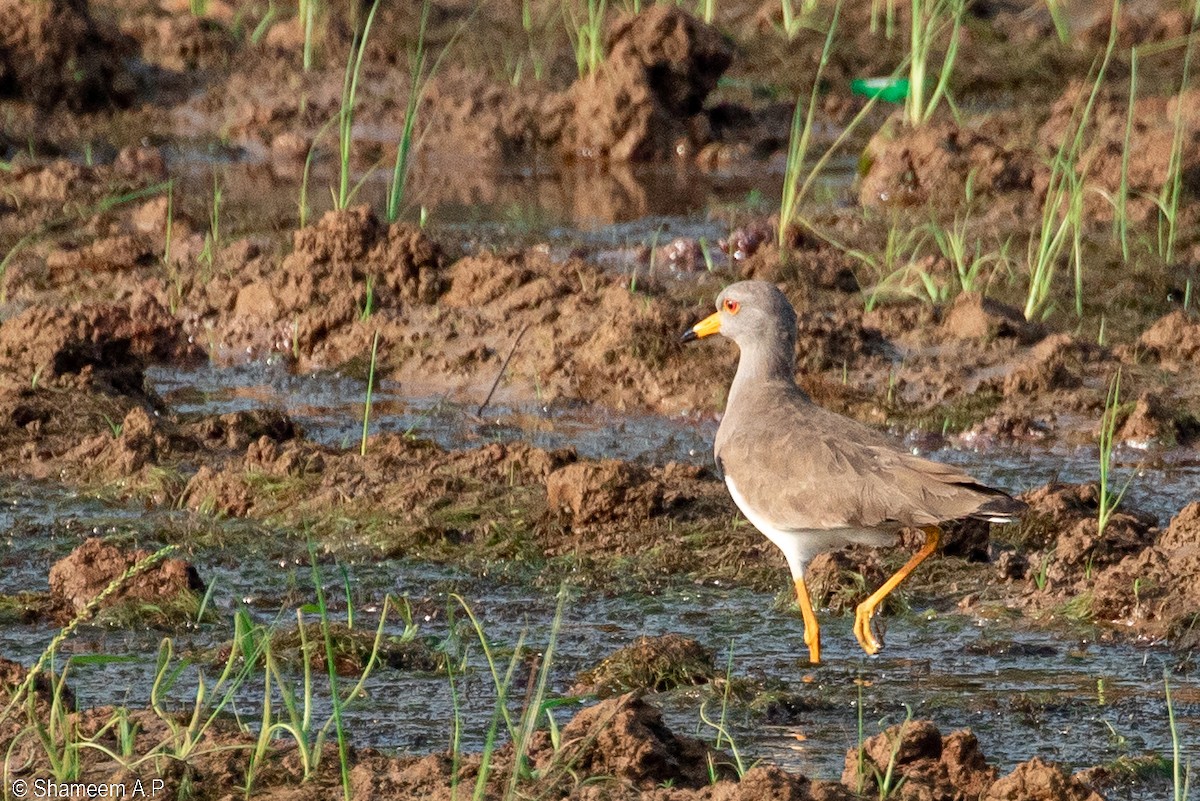 Gray-headed Lapwing - ML628586537
