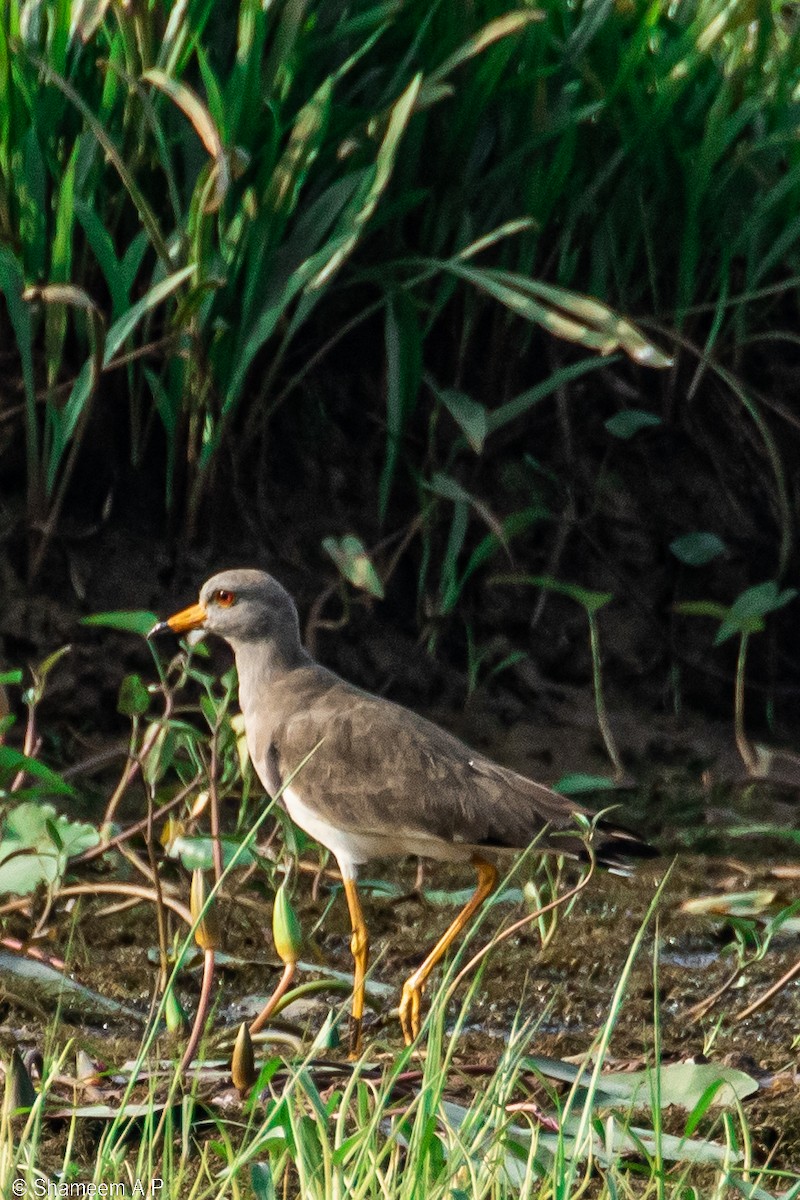 Gray-headed Lapwing - ML628586538