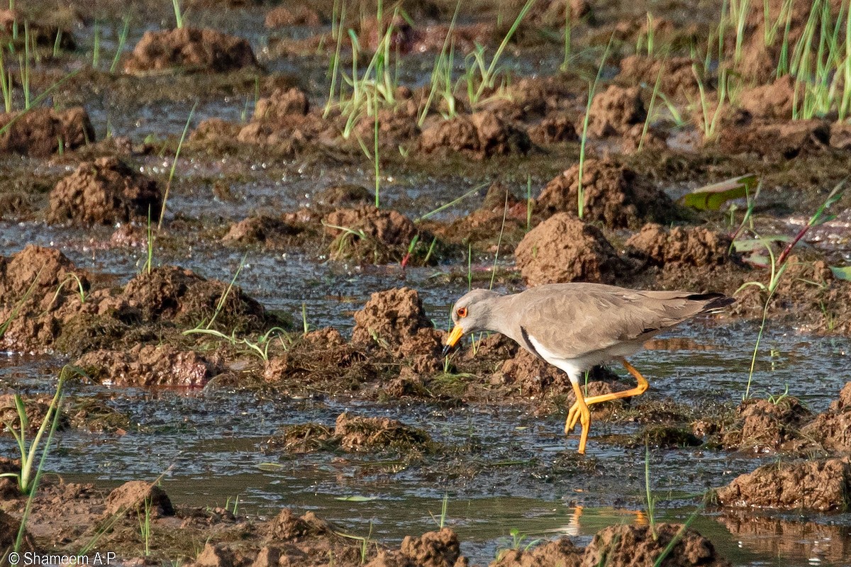 Gray-headed Lapwing - ML628586539