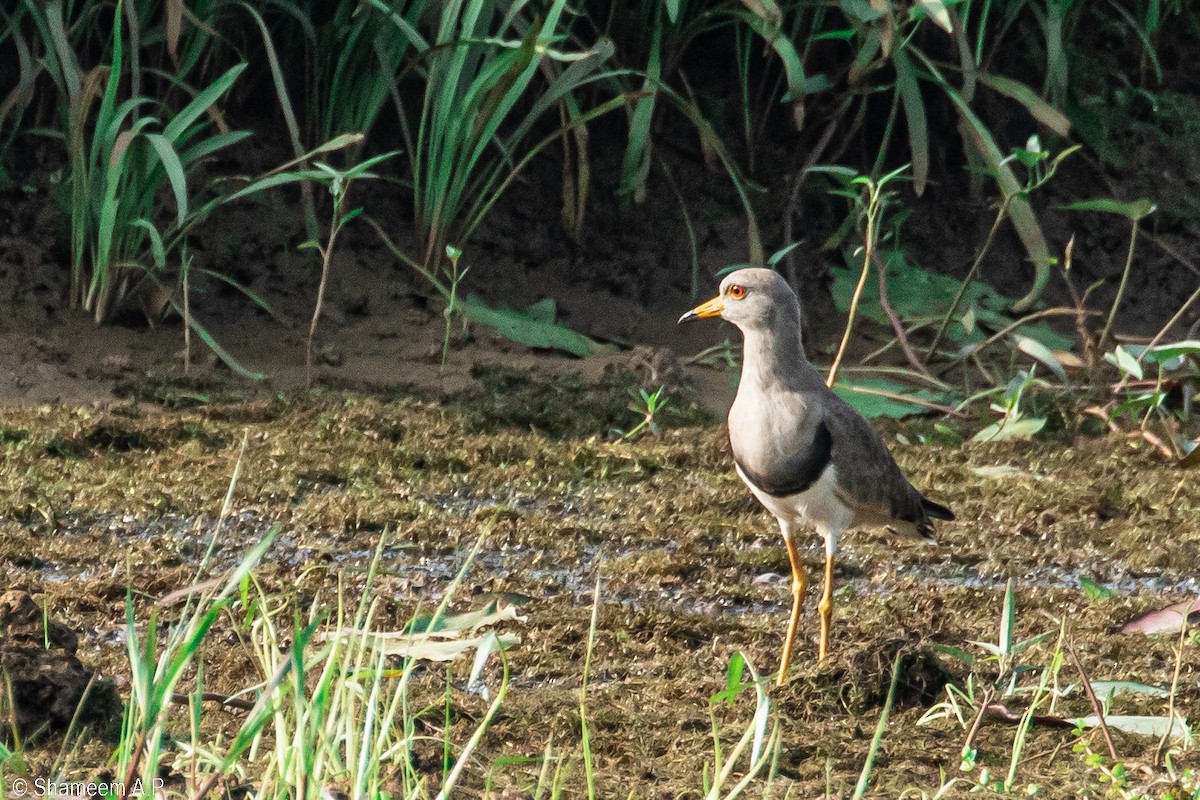 Gray-headed Lapwing - ML628586540