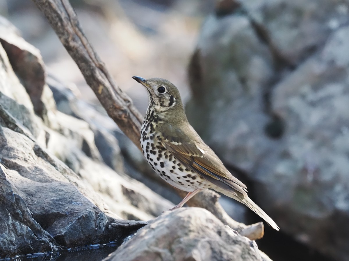 Chinese Thrush - ML628586554