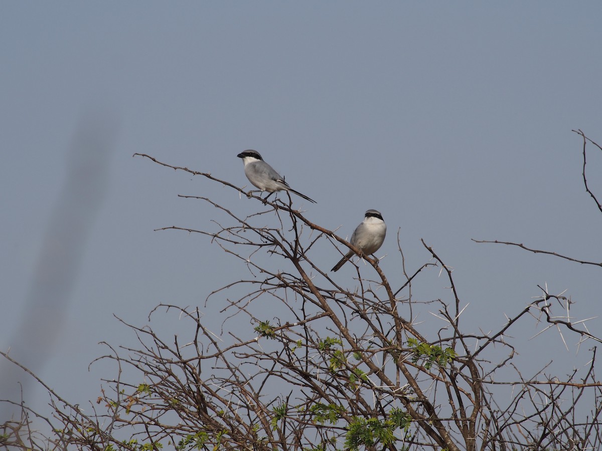 Great Gray Shrike - ML628586555