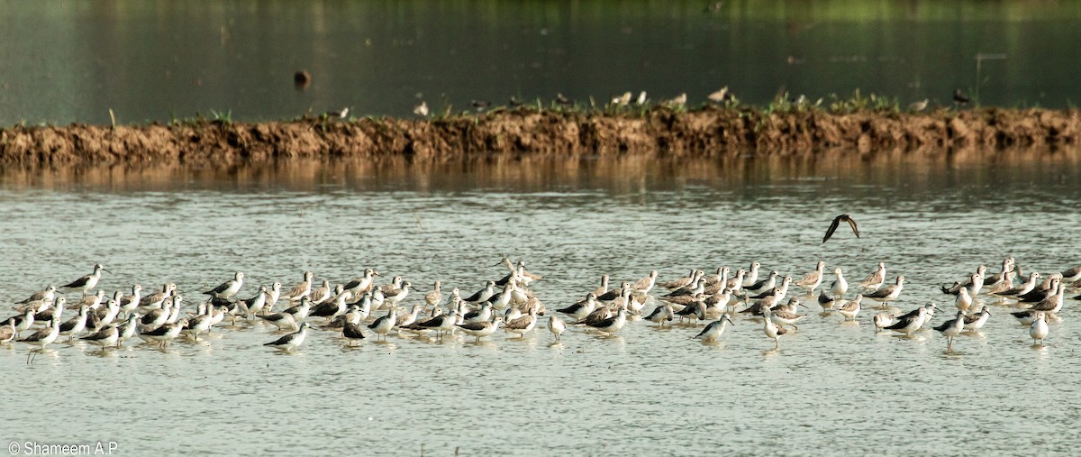 Wood Sandpiper - ML628586569